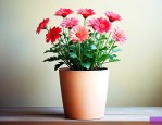 1米高的花盆适合种什么花