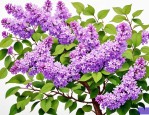 2025年丁香花的越冬方法
