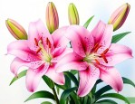 百合花为什么叫百合花