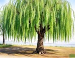 胸径10公分垂柳价格