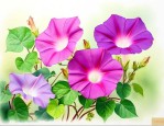 牵牛花是哪个季节开的