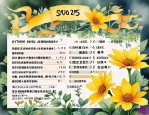 2025年金莲花种子报价表