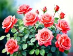 室外月季花的养殖方法