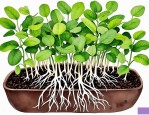2025年水培植物根长白毛