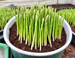 2025年芦笋种植养殖技巧