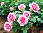 月季花小苗哪里有批发