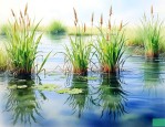 水里可以种植什么植物