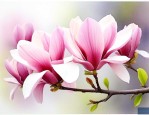 玉兰花花语及优美句子
