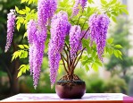 2025年紫藤花可以水培吗