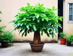 院子里种发财树好不好