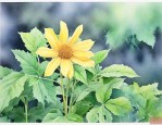 植物人为什么叫植物人