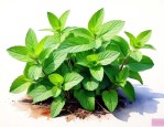 薄荷养殖方法和注意事项