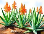 芦荟的养殖方法和浇水