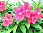 凤仙花的样子长什么样