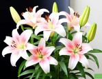 怎么养百合花放多少水