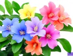 七彩茉莉花的养殖方法