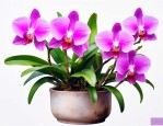 花卉石斛兰的养殖方法