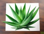 芦荟咋样养才能长得快