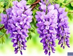 紫藤花是什么颜色的花