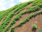 山坡种爬山虎可以护坡