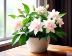 茉莉花的室内养殖方法