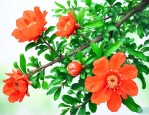 石榴花什么时候种合适