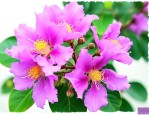 野生紫薇花是什么样子