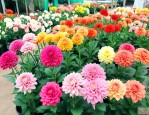 花卉市场批发各种花价
