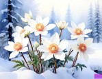 雪莲的寓意和象征意义