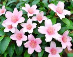 贵州木姜花是什么佐料
