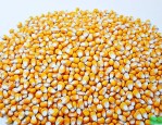 欣煊35玉米种子简介