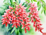 钱串子花的寓意是什么