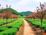 湖南浏阳柏加苗木基地