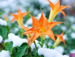 曼陀罗花冬天怎么过冬