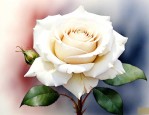 白玫瑰的花语代表什么