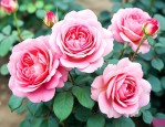伊芙里奥月季花优缺点