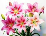 不像百合花的花有哪些