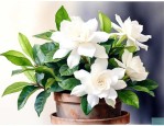 如何养栀子花才能开花