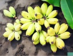 香蕉种子能种出香蕉吗