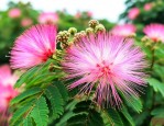 合欢花花蕾好还是花好