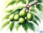 核桃 苗价格