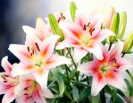百合花开花怎么繁殖的