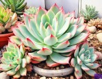 劳伦斯多肉植物怎么养