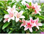 九里香养几年才能开花