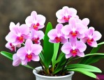 大惠兰花养殖方法开花