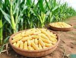 云南10大品牌玉米种子