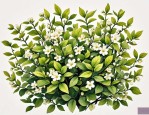 2025年茉莉花有哪些虫害
