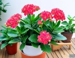 长寿花养室内还是室外