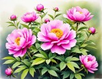 2025年芍药花四季开花吗