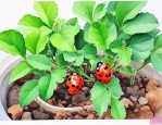 什么植物不生虫适合家里养